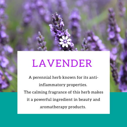 Organic Lavender Essential Oil - Aromatherapy 